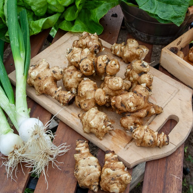 Paarse aardpeer (x5)