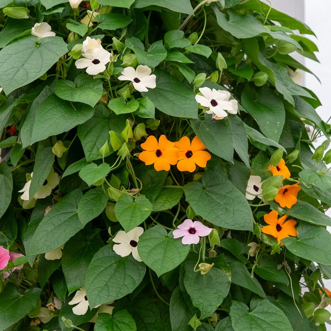 Suzanne-met-de-mooie-ogen Mix - roze + oranje + wit (x3)