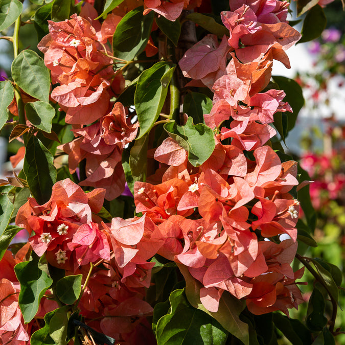 Bougainville - oranje - Bougainvillea orange - Willemse