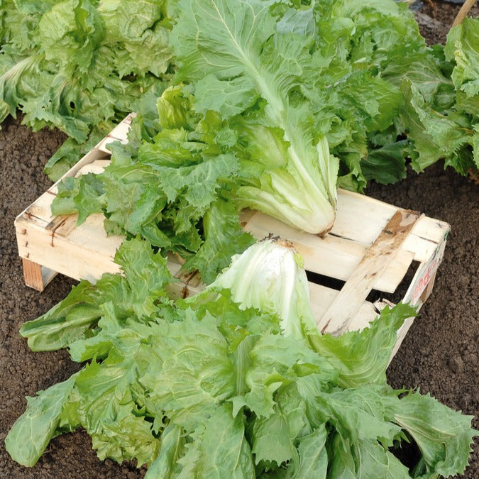 Andijvie 'Cornet de Bordeaux'