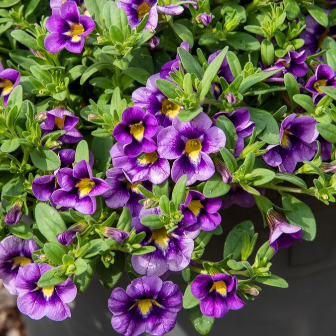 Verkoop Mini Petunia Bumble Bee (x3) - Calibrachoa Cabaret® Bumble Bee