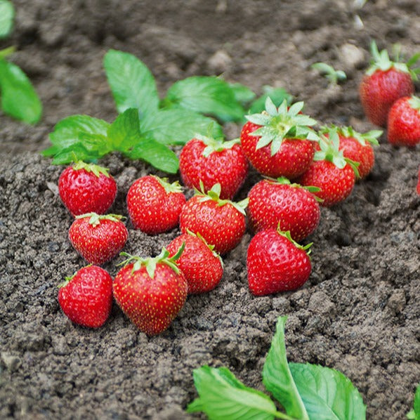 Aardbei 'Charlotte' - Willemse