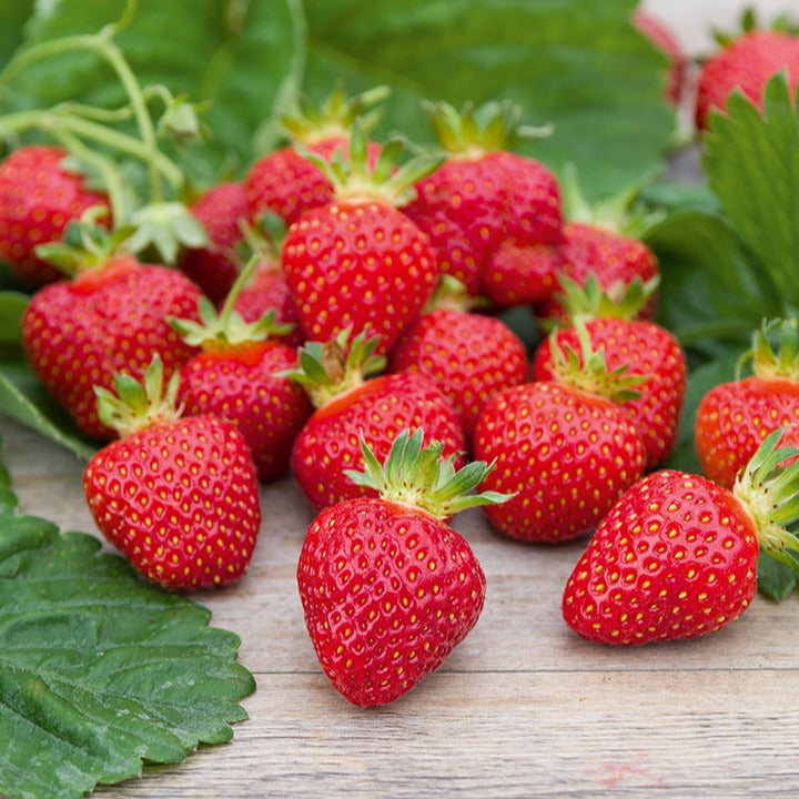 Aardbei 'Rubis Des Jardins' - Fragaria x ananassa 'Rubis Des Jardins' - Willemse