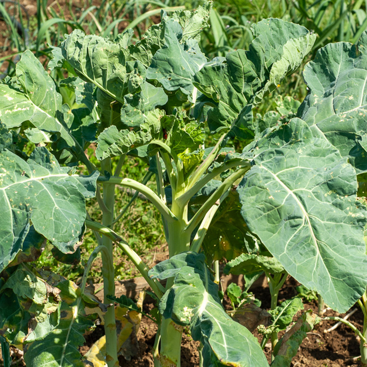 Groene kool - Willemse