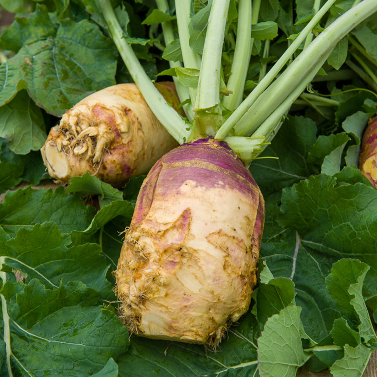 Koolraap 'Champion' - Willemse