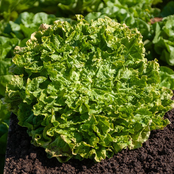 Andijvie - Cichorium endivia latifolium Blonde à coeur plein - Willemse