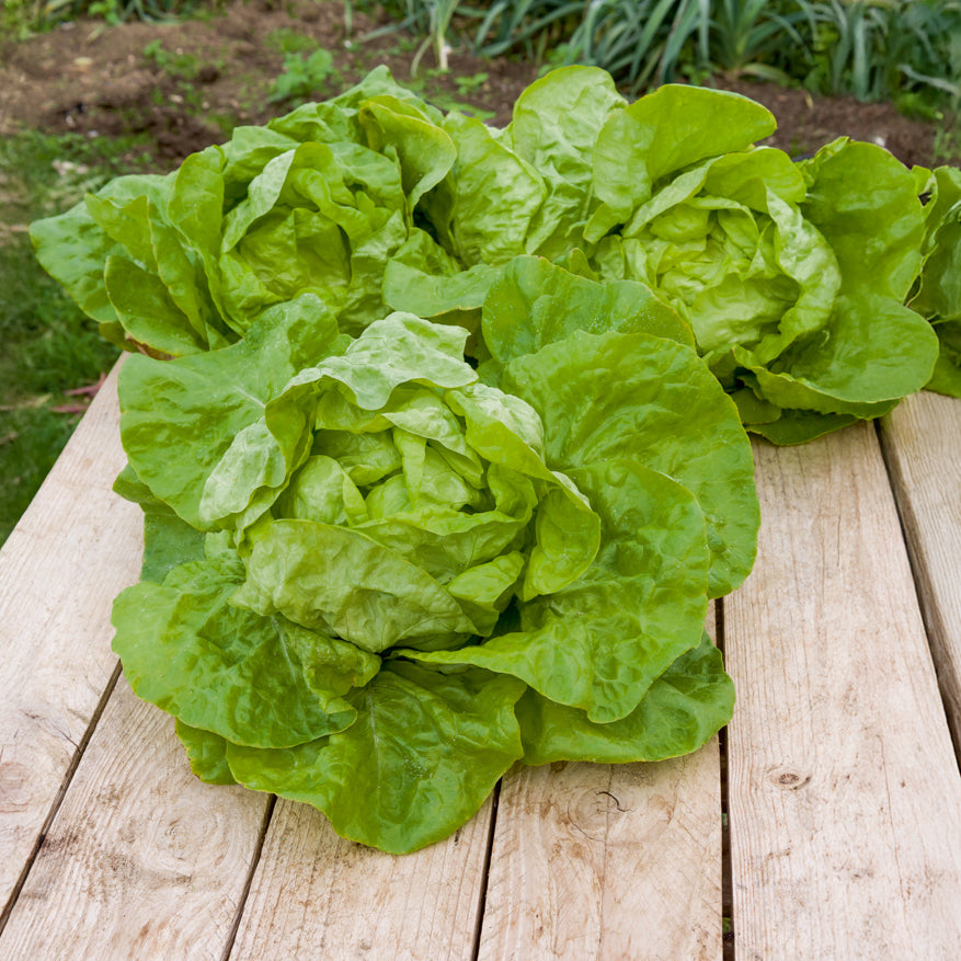 Kropsla 'Dikke blonde traagschietende' - Lactuca sativa grosse blonde paresseuse - Willemse