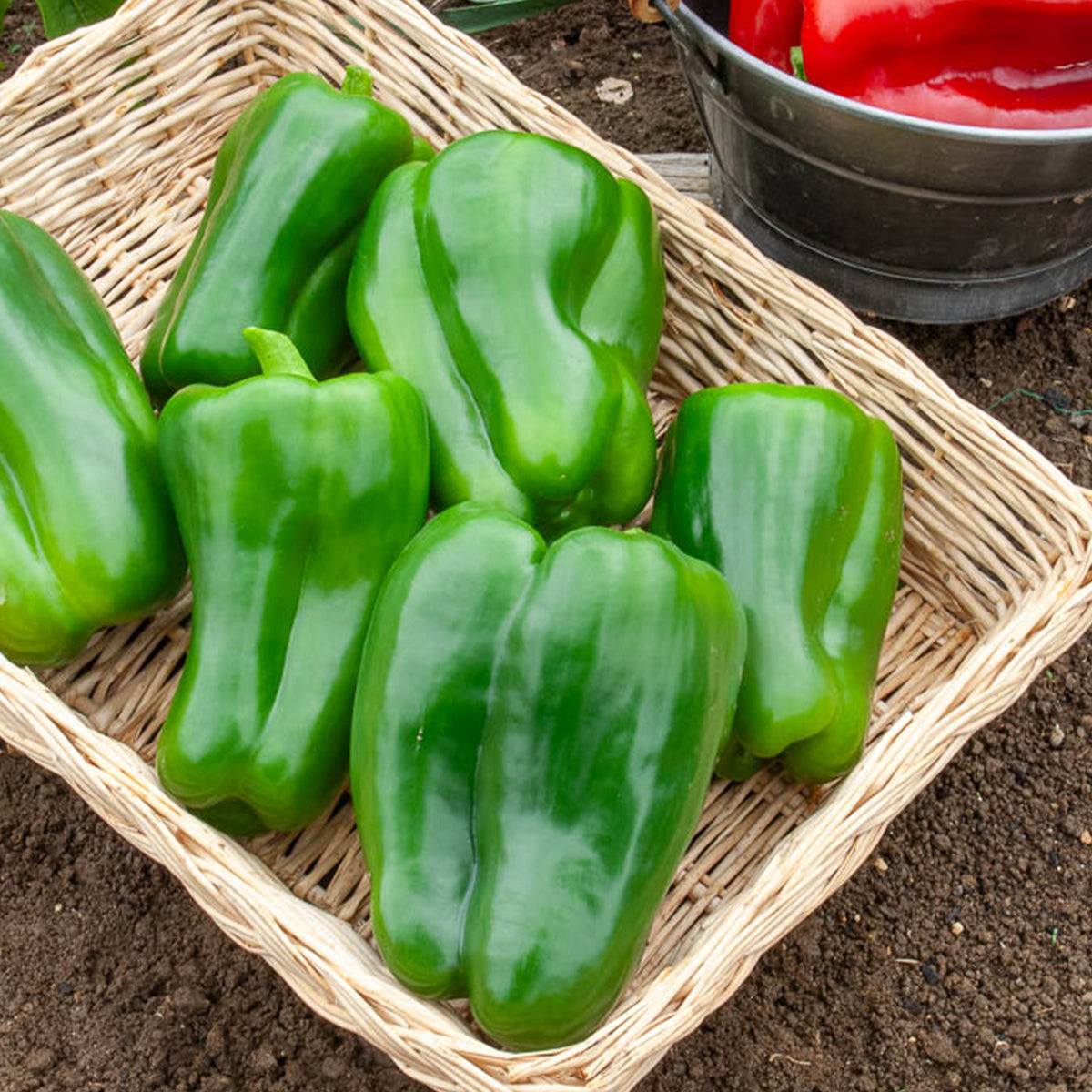 Paprika 'Lamuyo F1' - Willemse