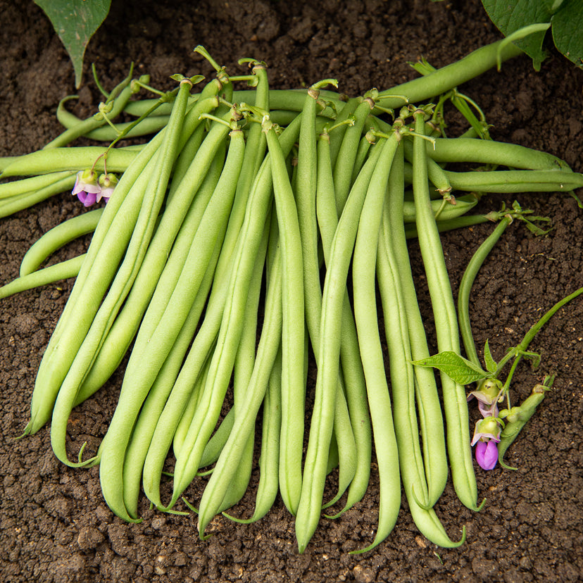 Sperzieboon 'Deninel' - Willemse