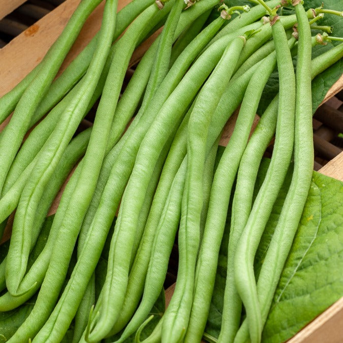 Sperzieboon 'Novirex' - Willemse