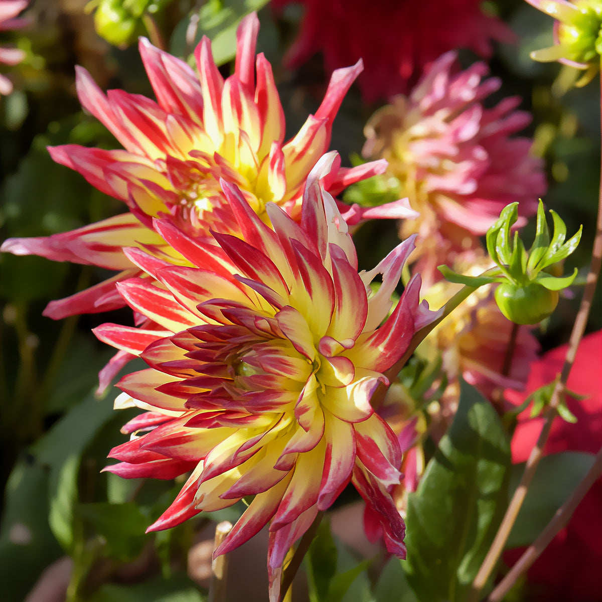 Cactus Dahlia 'Firebird' (x3) - Willemse