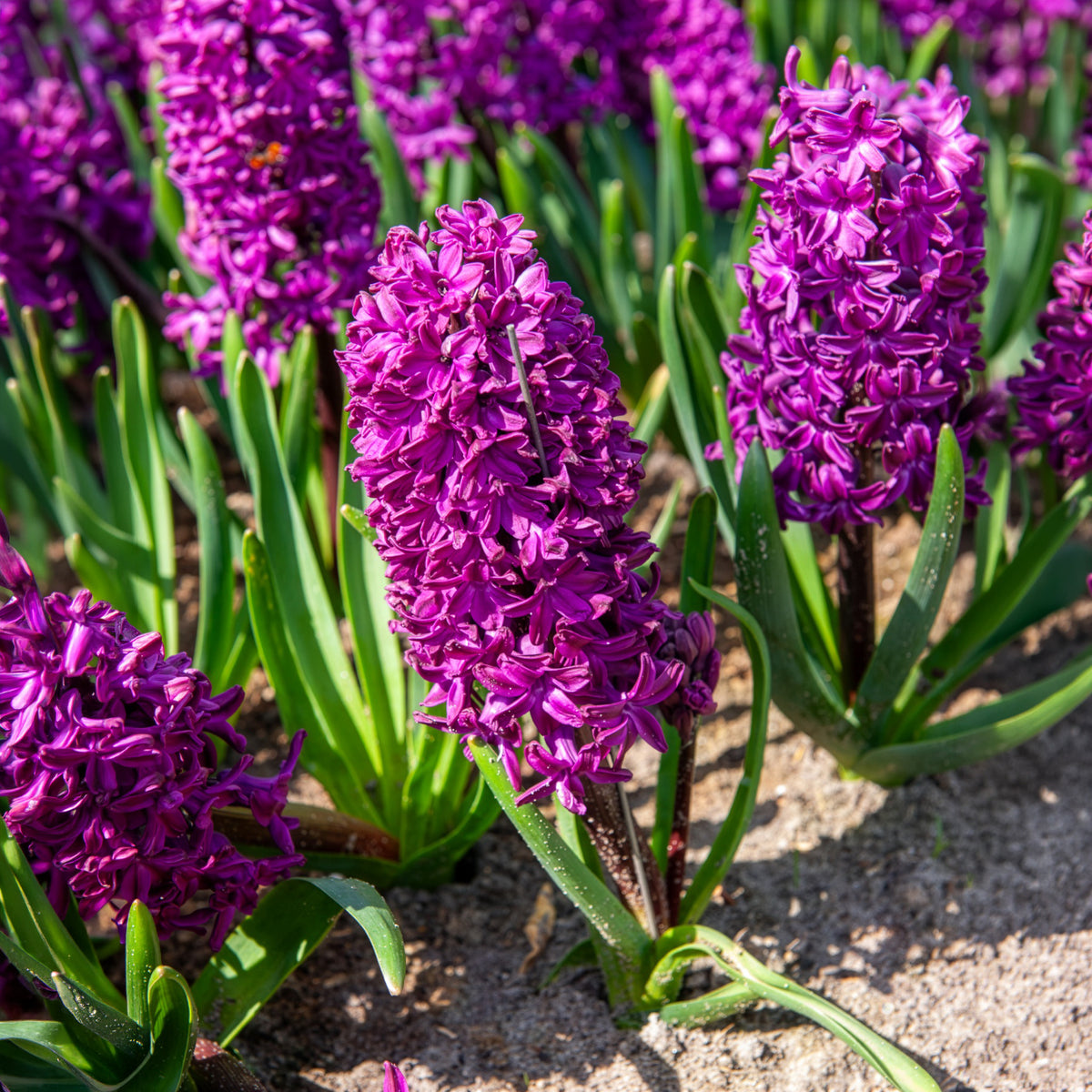 Hyacinthen 'Woodstock' (x6) - Willemse