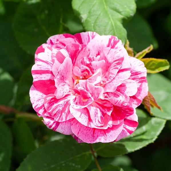 Historische roos 'Ferdinand Pichard' (Bourbon) - Rosa Ferdinand Pichard - Willemse