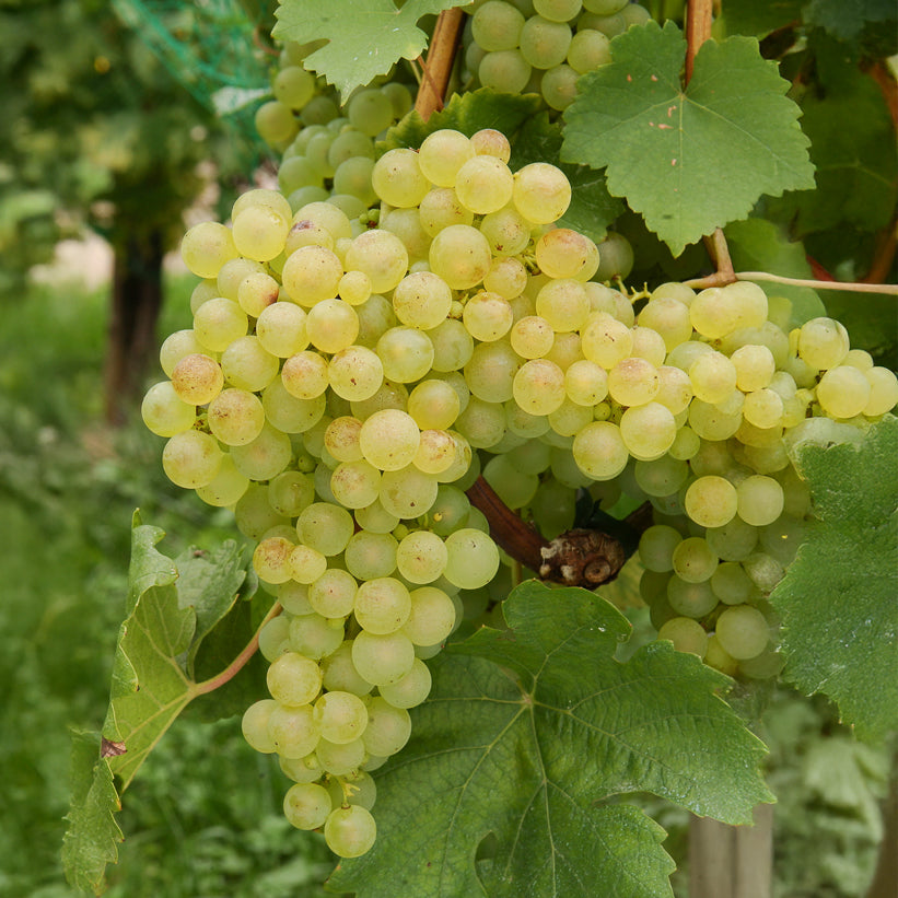 Druif 'Chasselas de Fontainebleau' - Willemse