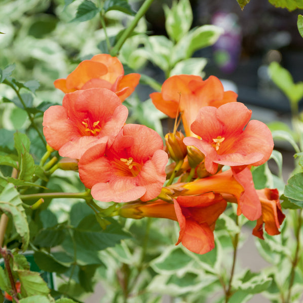 Verkoop Trompetbloem 'Madame Gallen' - Klimplanten