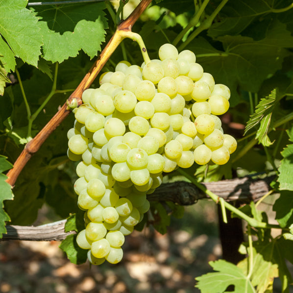 Vitis vinifera exalta - Druif 'Exalta' - Druif