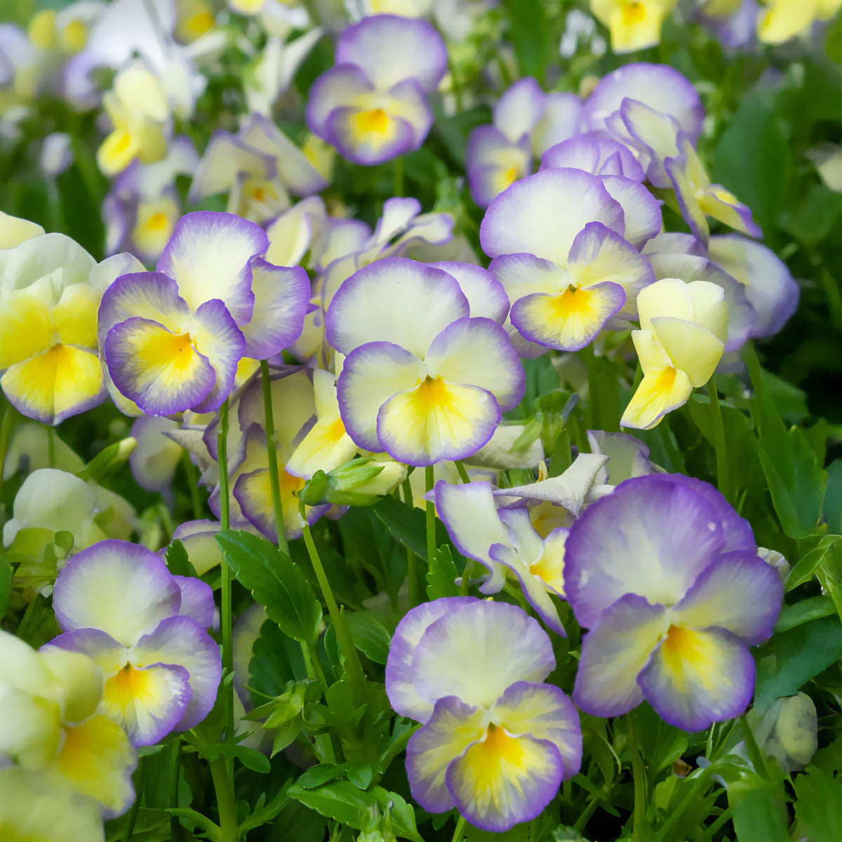 Hoornviooltje 'Etain' (x3) - Willemse