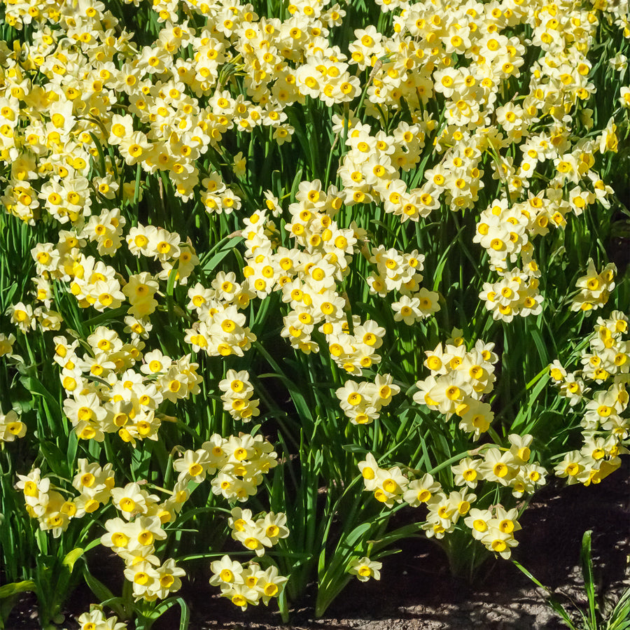 Narcis Minnow (x10) - Willemse