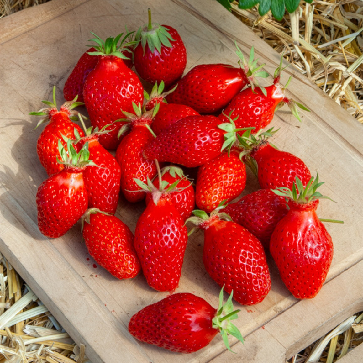 Aardbei ' Gariguette' - Willemse