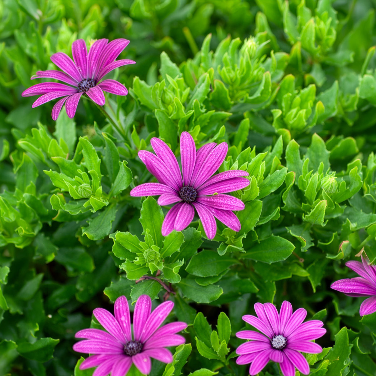 Verkoop Spaanse margriet - paars (x3) - Osteospermum margarita purple