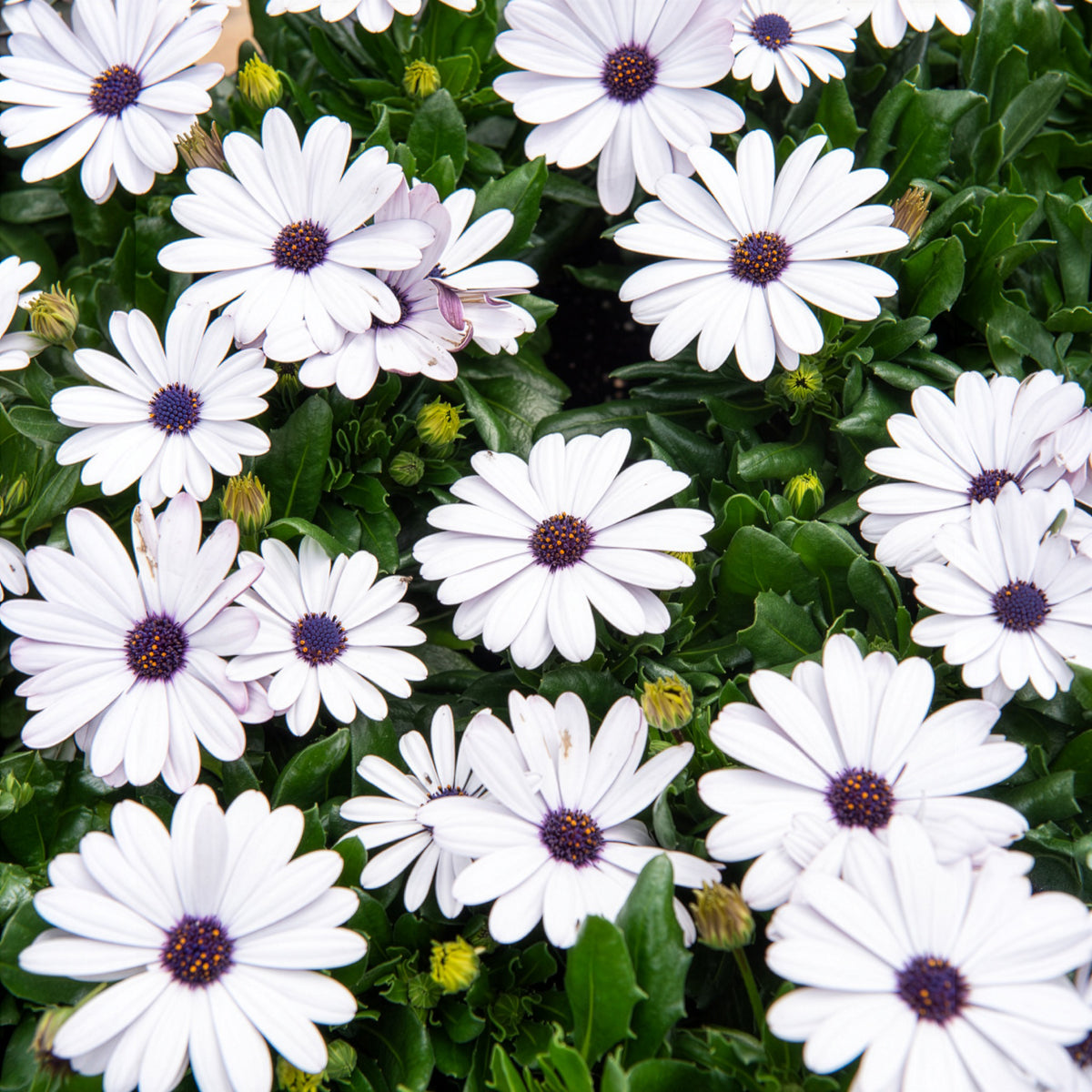 Osteospermum margarita white - Margiet - wit (x3) - Balkon- en terrasplanten voor pot en bak