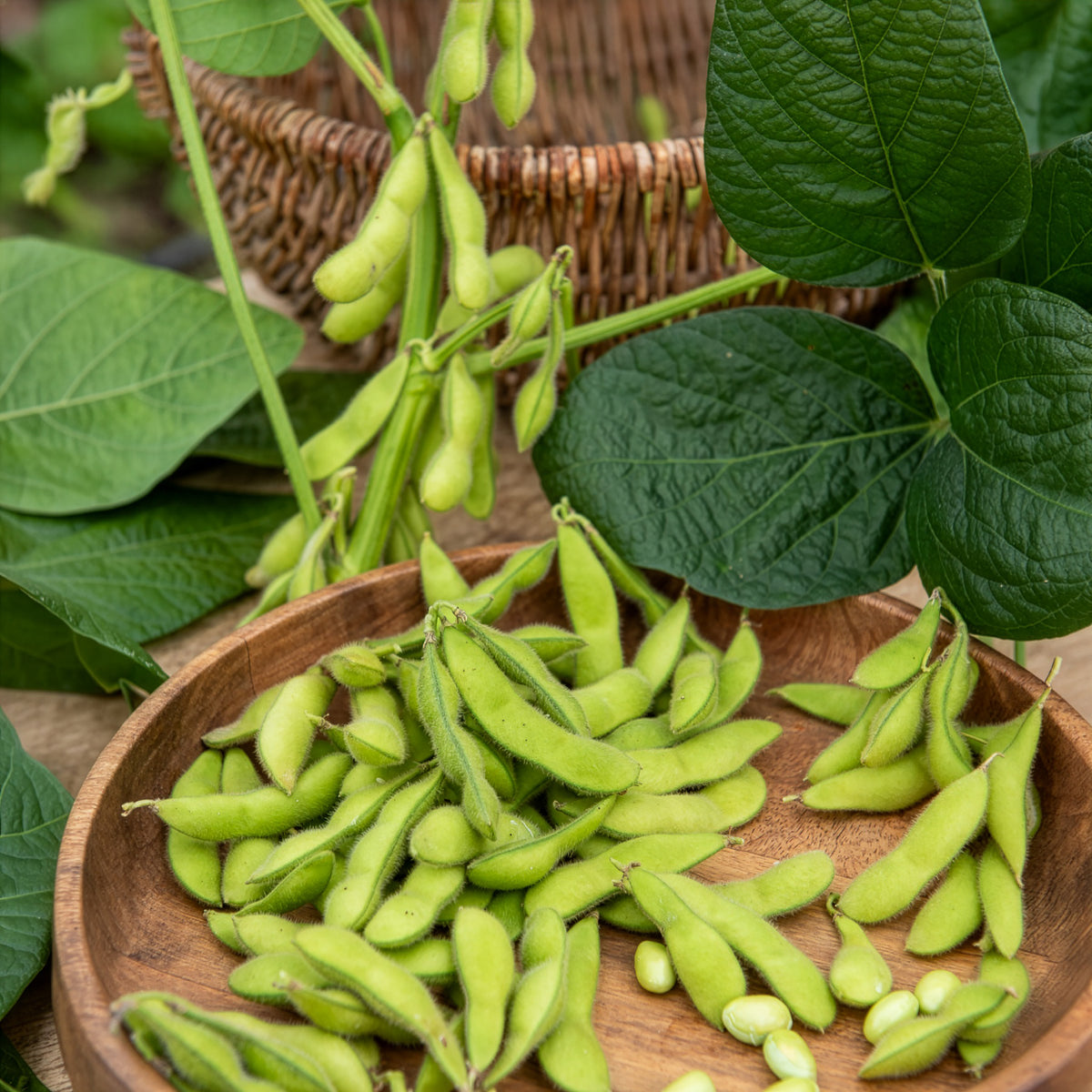 Edamame boon - Glycine max - Willemse