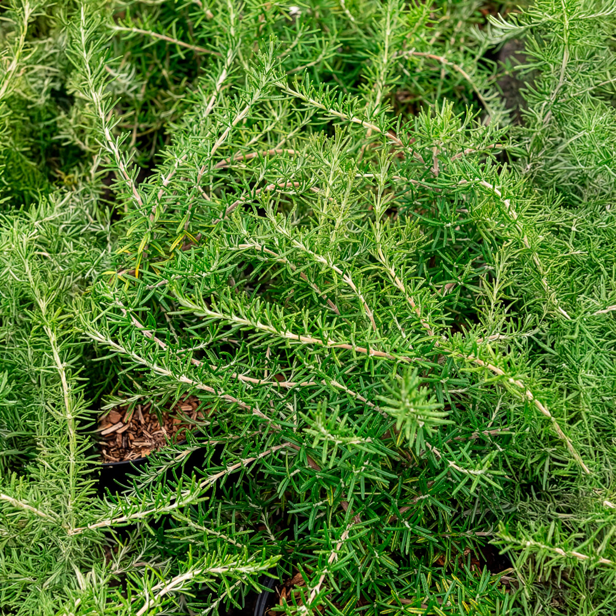 Rozemarijn 'Pointe du Raz' - Rosmarinus officinalis Pointe du Raz - Willemse
