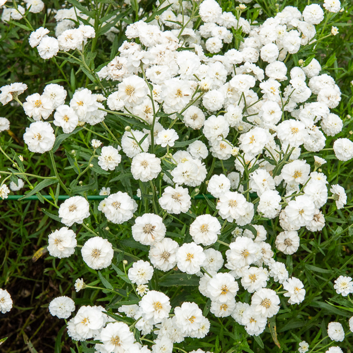 Duizendblad The Pearl - Achillea ptarmica The Pearl - Willemse