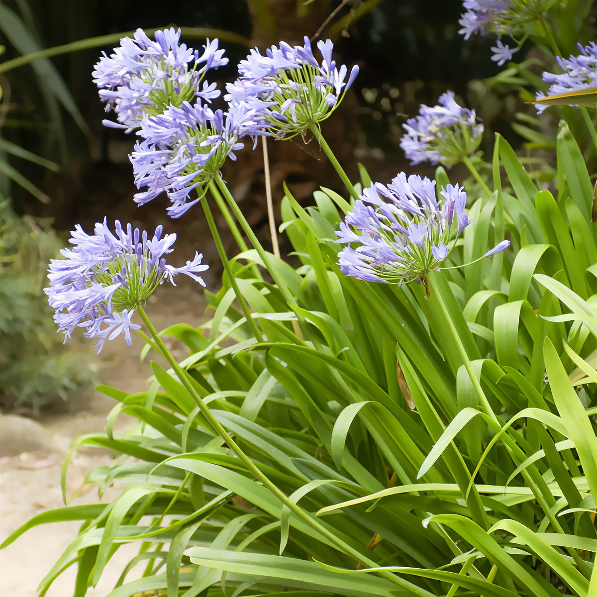 Afrikaanse lelie - Agapanthus africanus - Willemse