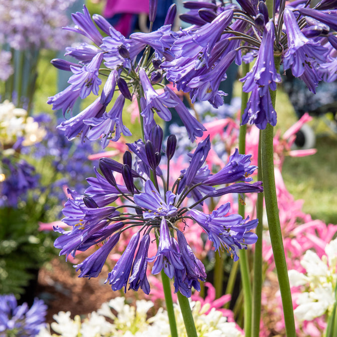 Agapanthus Black Pantha - Afrikaanse lelie 'Black Pantha' - Agapanthus