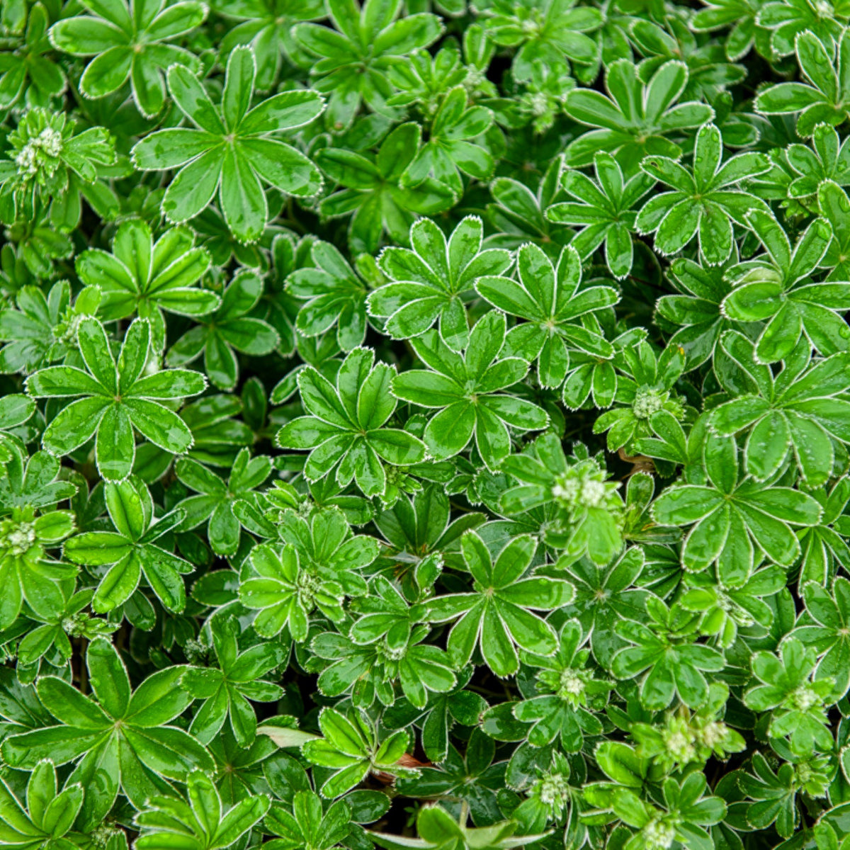 Alpiene vrouwenmantel - Willemse