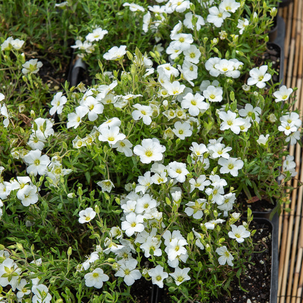 Zandkruid 'Mont Blanc' - Willemse