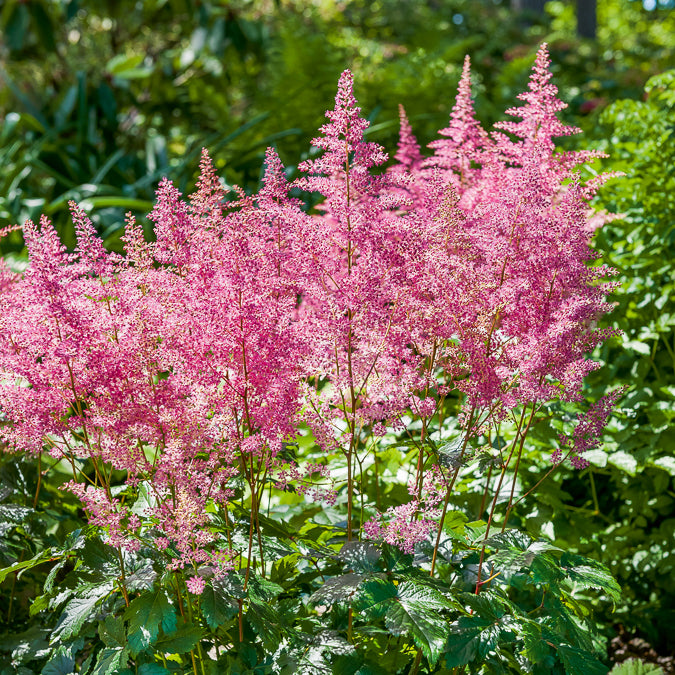 Pluimspirea 'Rheinland' - Willemse