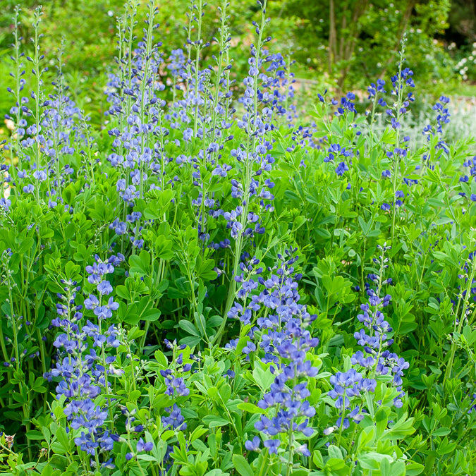 Baptisia australis - Valse indigo - Vaste planten