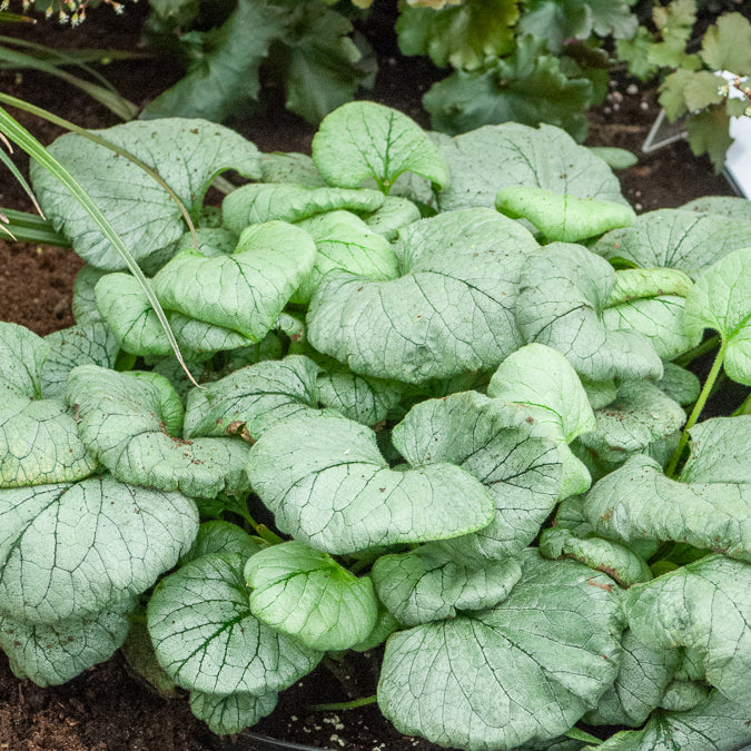Kaukasische vergeet-mij-niet Looking Glass - Brunnera macrophylla Looking Glass - Willemse