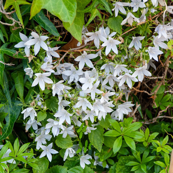 Campanula poscharskyana E.H. Frost - Kruipklokje 'E.H. Frost' - Klokjesbloem