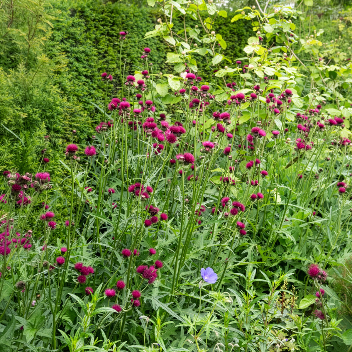 Cirsium rivulare atropurpureum - Vederdistel - Bloeiende vaste planten