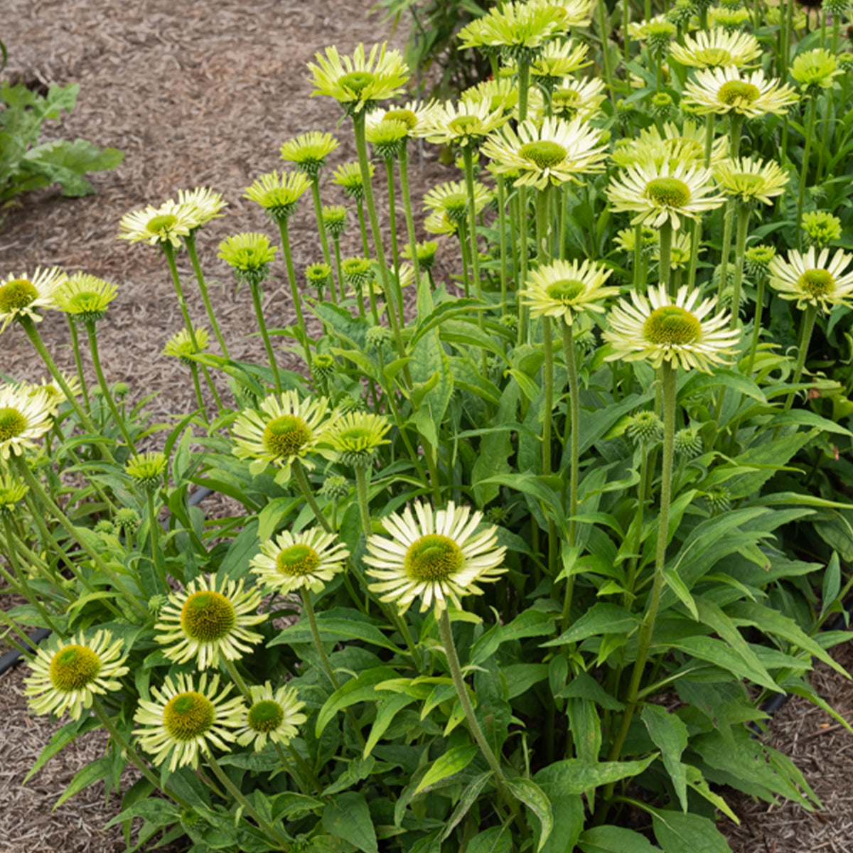 Zonnehoed 'Green Jewel' - Willemse