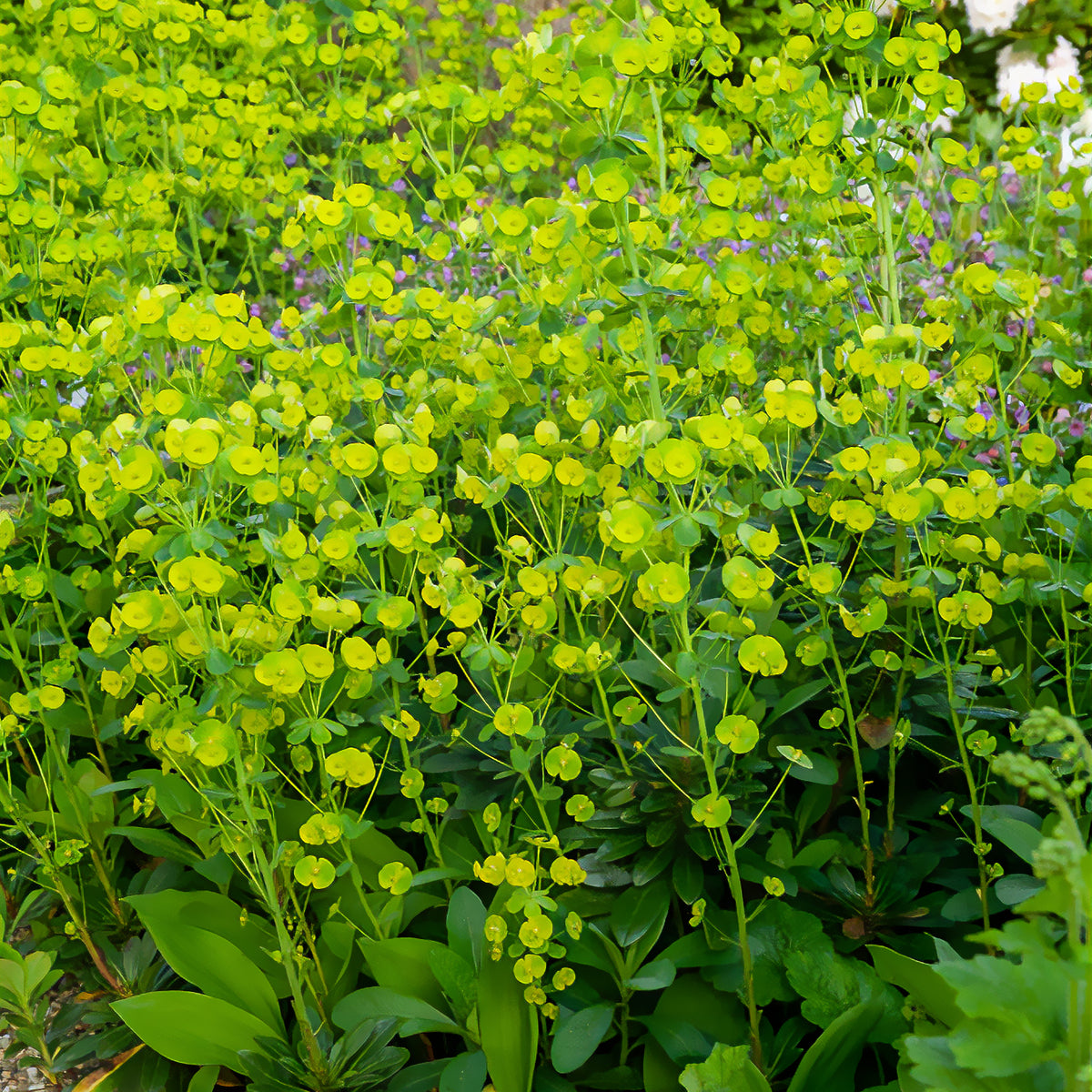 Euphorbia amygdaloides Robbiae - Amandelwolfsmelk - Wolfsmelk