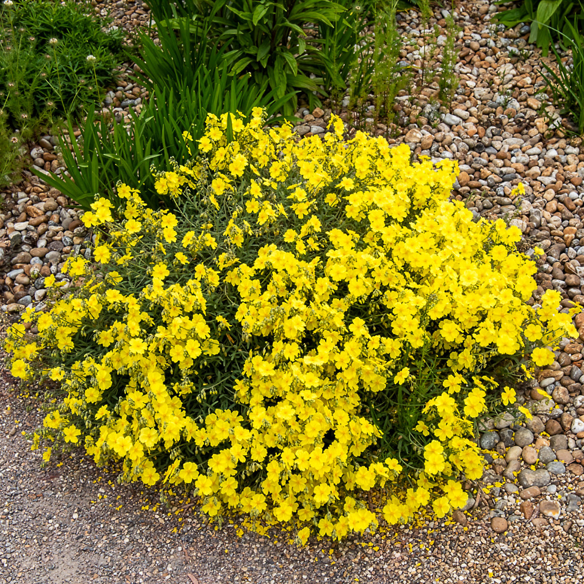 Zonneroosje Wisley Primrose - Willemse