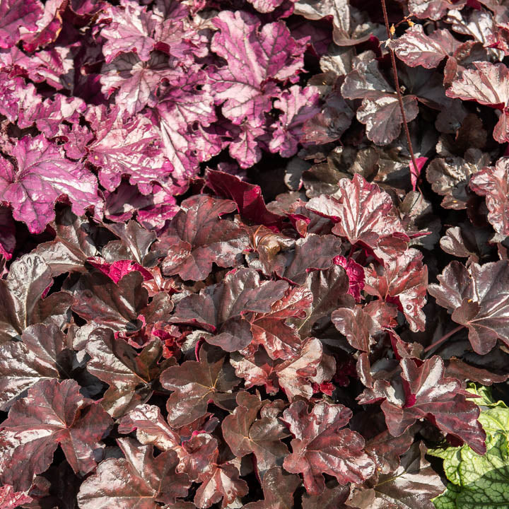 Purperklokje Obsidian - Heuchera obsidian - Willemse
