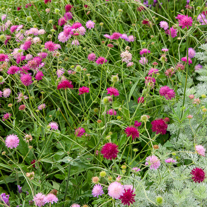 Knautia macedonica Melton Pastels - Weduwebloem Melton Pastels - Vaste planten