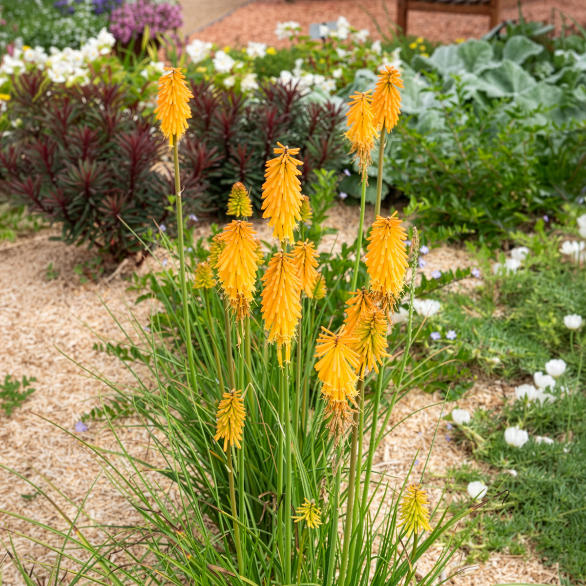 Verkoop Vuupijl Mango Popsicle - Kniphofia mango popsicle ( popsicle series )