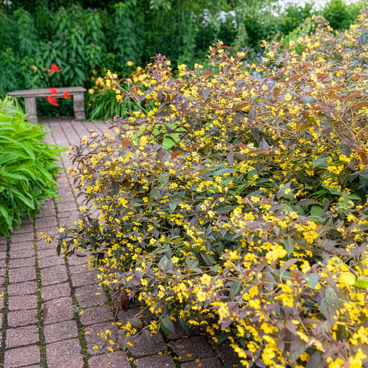 Lysimachia ciliata Firecracker - Wederik Firecracker - Wederik