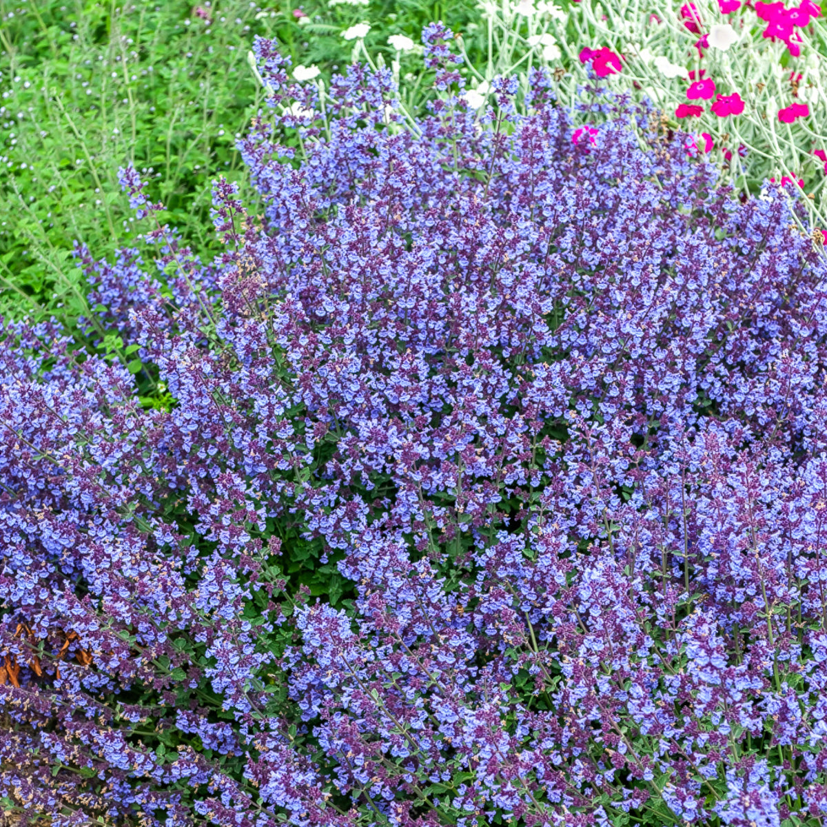 Kattenkruid Kit Cat - Willemse