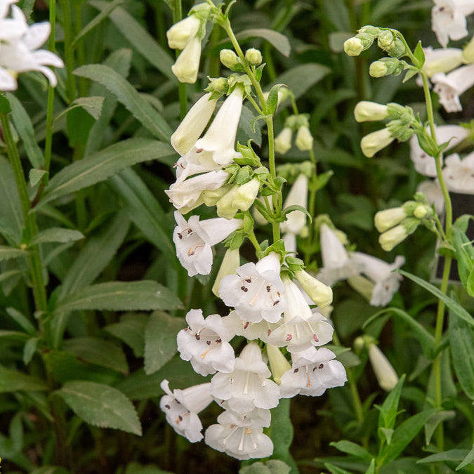 Penstemon White Bedder - Slangenkop White Bedder - Penstemon