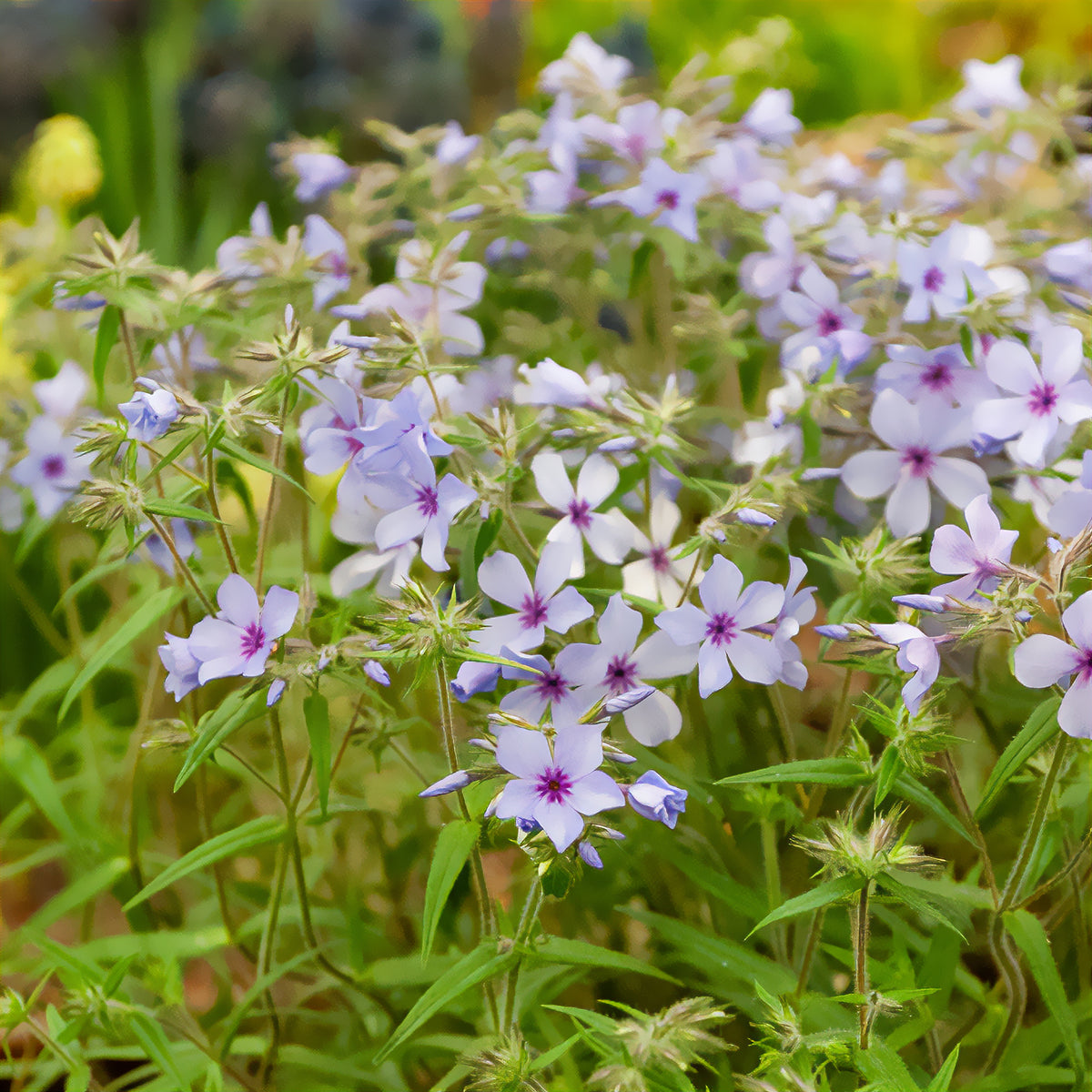 Verkoop Vlambloem 'Chattahoochee' - Phlox divaricata chattahoochee