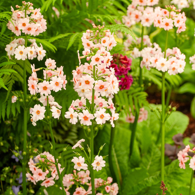 Bloeiende vaste planten - Japanse sleutelbloem Apple Blossom - Primula japonica Apple Blossom