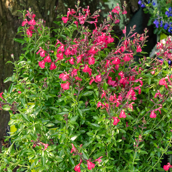 Siersalie Lipstick - Salvia greggii Lipstick - Willemse
