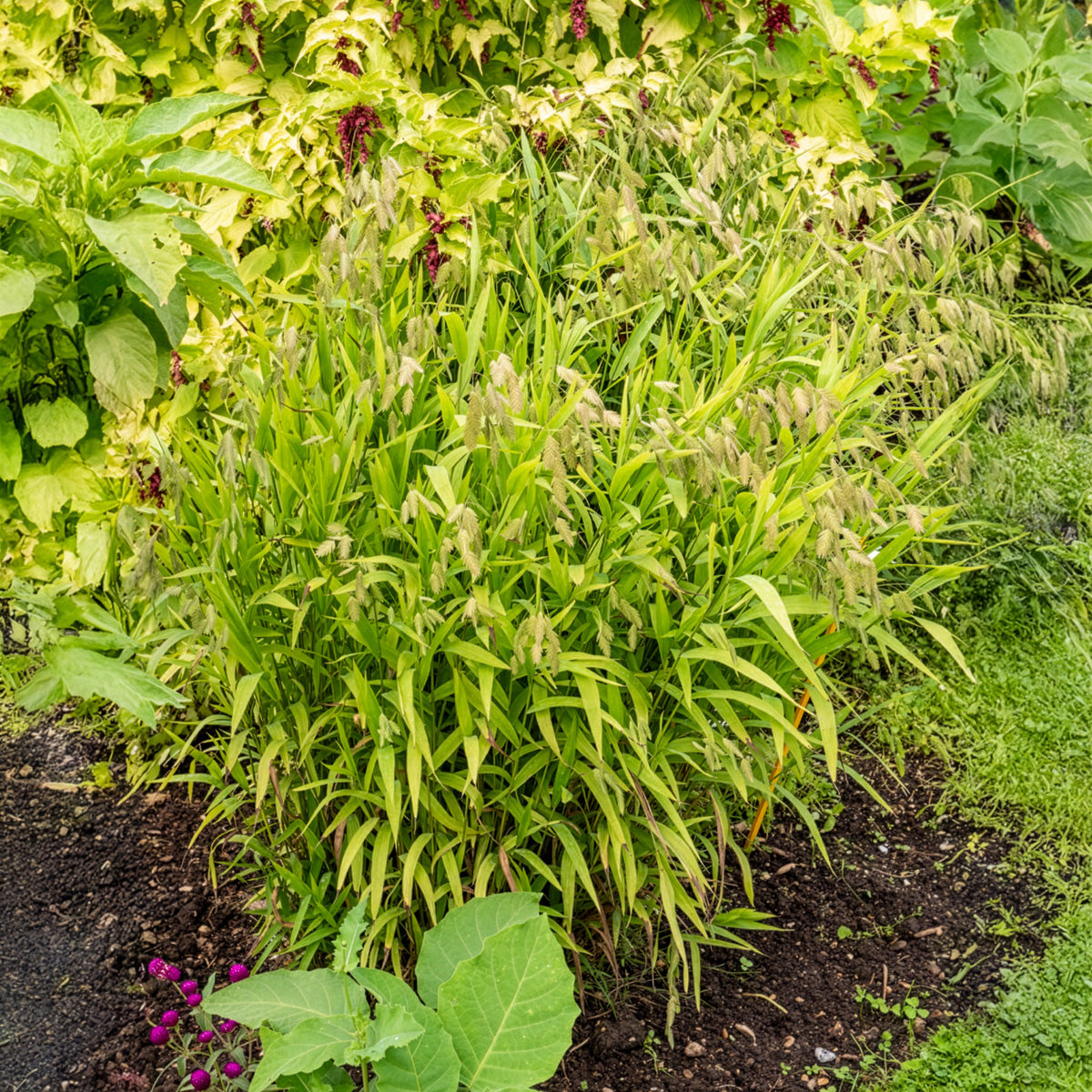 Plataargras - Willemse